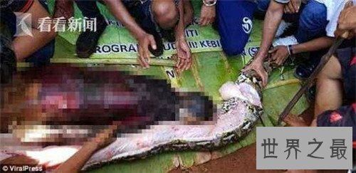 【图】巨蛇吃人事情是切实的吗 梦见巨蛇象征着什么