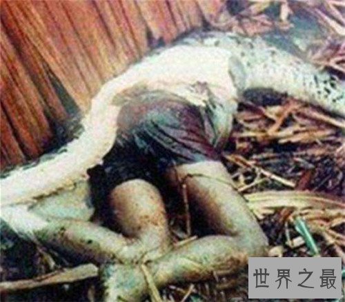 【图】巨蛇吃人事情是切实的吗 梦见巨蛇象征着什么