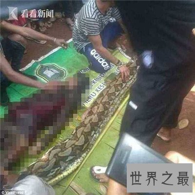 【图】巨蛇吃人事情是切实的吗 梦见巨蛇象征着什么