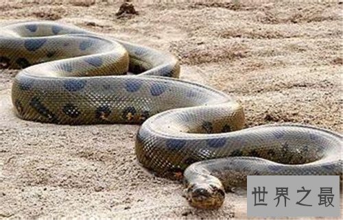 【图】巨蛇吃人事情是切实的吗 梦见巨蛇象征着什么