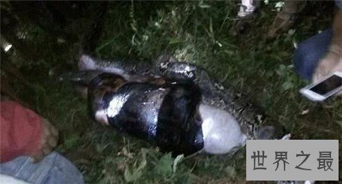 【图】巨蛇吃人事情是切实的吗 梦见巨蛇象征着什么