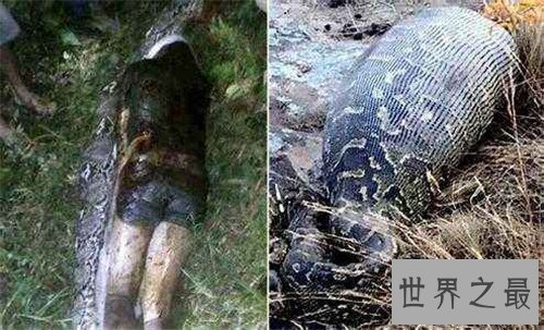 【图】巨蛇吃人事情是切实的吗 梦见巨蛇象征着什么