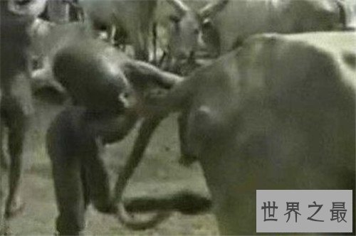 【图】巨阴族生存在非洲原始部落 男性生殖器官达到