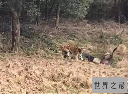 【图】老虎吃人切实视频发生在北京 而印度也曾发生过