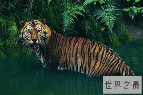 【图】老虎吃人切实视频发生在北京 而印度也曾发生过