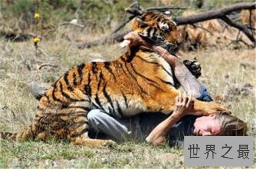 【图】老虎吃人切实视频发生在北京 而印度也曾发生过