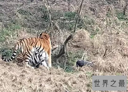 【图】老虎吃人切实视频发生在北京 而印度也曾发生过