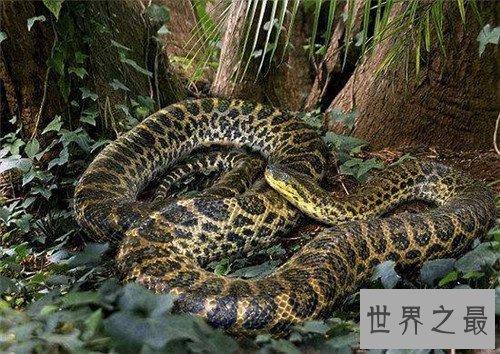 【图】蟒蛇吞人事情就像恐惧电影 印尼女性最终被生吞