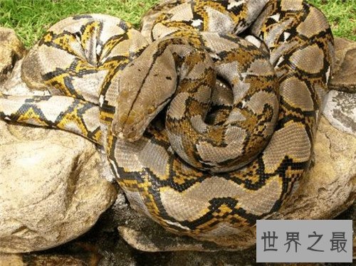 【图】蟒蛇吞人事情就像恐惧电影 印尼女性最终被生吞