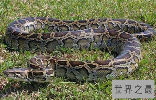 【图】蟒蛇吞人事情就像恐惧电影 印尼女性最终被生吞