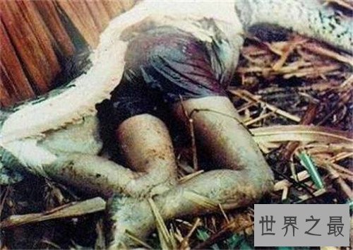 【图】蟒蛇吞人事情就像恐惧电影 印尼女性最终被生吞