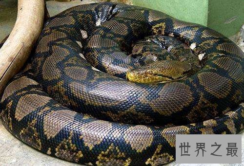 【图】蟒蛇吞人事情就像恐惧电影 印尼女性最终被生吞