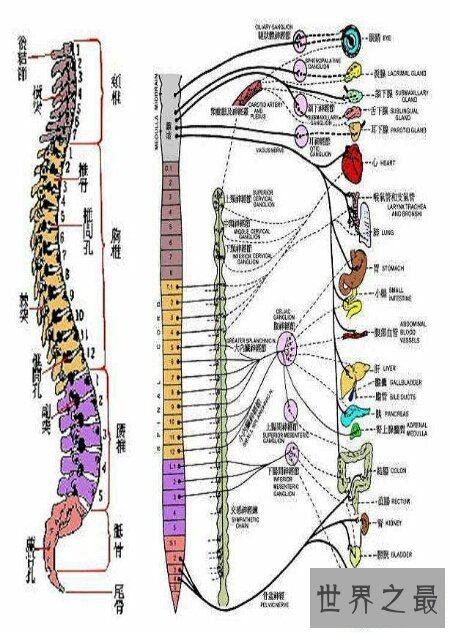 【图】脊椎病的症状是什么样子的 有什么方法可能治好