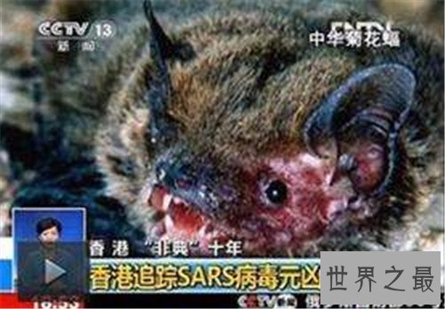 【图】中华菊花蝠是SARS病毒流传源头 潜在多种病毒危害