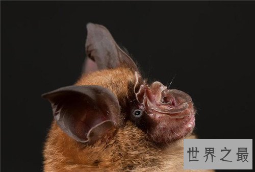 【图】中华菊花蝠是SARS病毒流传源头 潜在多种病毒危害
