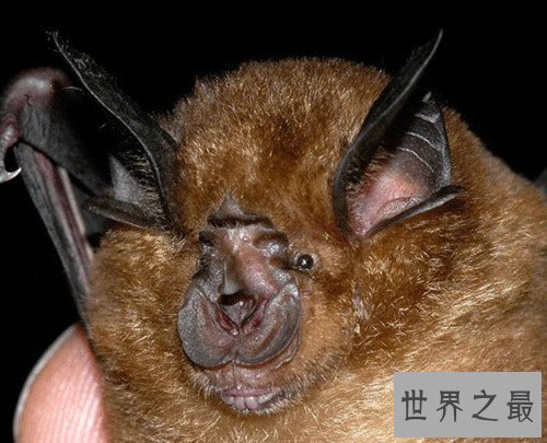 【图】中华菊花蝠是SARS病毒流传源头 潜在多种病毒危害