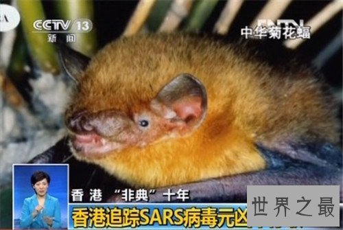 【图】中华菊花蝠是SARS病毒流传源头 潜在多种病毒危害