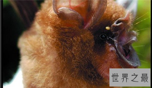 【图】中华菊花蝠是SARS病毒流传源头 潜在多种病毒危害