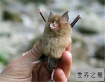 【图】中华菊花蝠是SARS病毒传播源头 潜在多种病毒危害