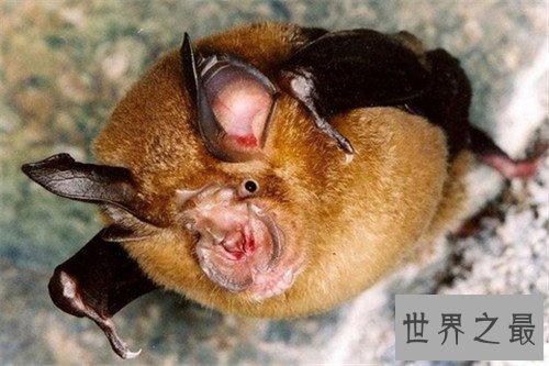 【图】中华菊花蝠是SARS病毒流传源头 潜在多种病毒危害