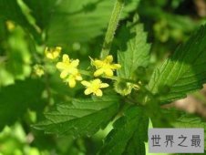 【图】白癣皮，白癣皮是怎么形成的，有什么作用