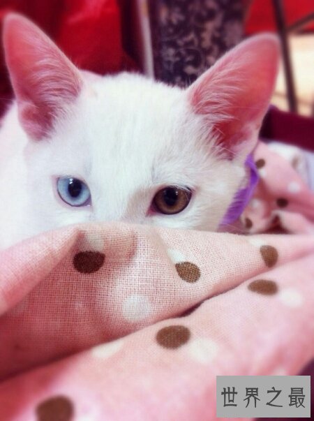 【图】什么样的眼镜才是鸳鸯眼 鸳鸯眼有什么样的特色