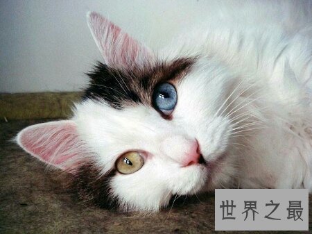 【图】什么样的眼镜才是鸳鸯眼 鸳鸯眼有什么样的特色