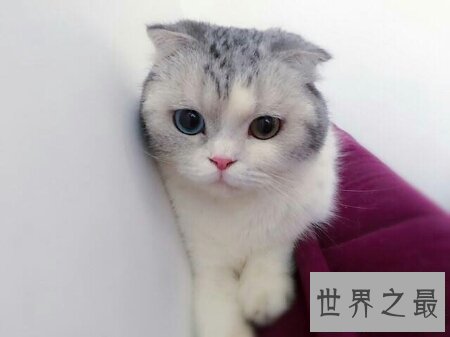 【图】什么样的眼镜才是鸳鸯眼 鸳鸯眼有什么样的特色