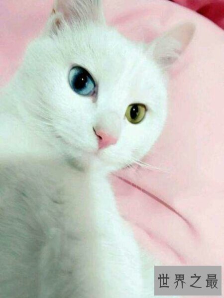 【图】什么样的眼镜才是鸳鸯眼 鸳鸯眼有什么样的特色