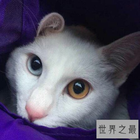 【图】什么样的眼镜才是鸳鸯眼 鸳鸯眼有什么样的特色