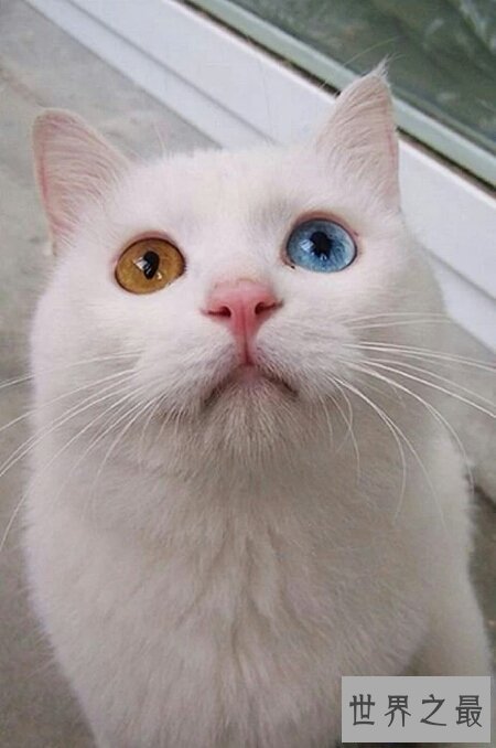 【图】什么样的眼镜才是鸳鸯眼 鸳鸯眼有什么样的特色