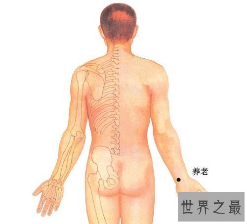 【图】养老穴的地位手法引见 为何养老穴真的能养老呢
