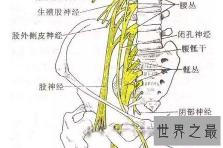 【图】腹股沟区往常不易惹起注重 然而它的性能性却不