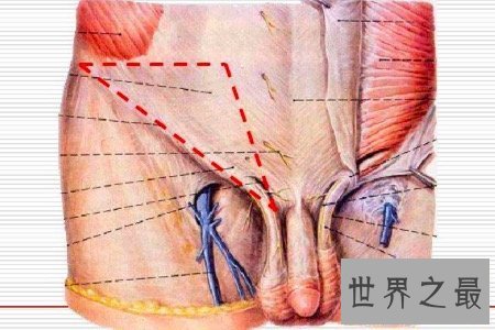 【图】腹股沟区往常不易惹起注重 然而它的性能性却不