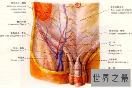 【图】腹股沟区往常不易惹起注重 然而它的性能性却不