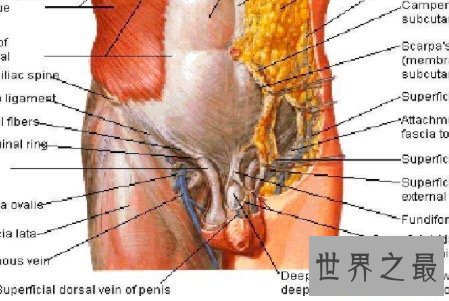 【图】腹股沟区往常不易惹起注重 然而它的性能性却不