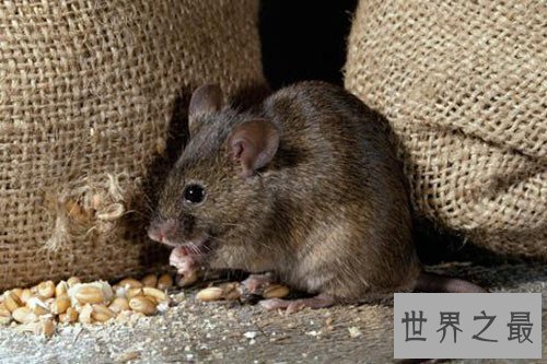 【图】家里有老鼠怎样办 毁灭老鼠的方法有哪些