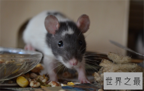 【图】家里有老鼠怎样办 毁灭老鼠的方法有哪些