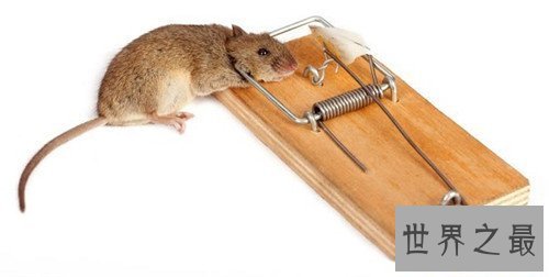 【图】家里有老鼠怎样办 毁灭老鼠的方法有哪些