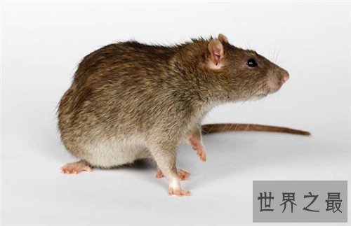 【图】家里有老鼠怎样办 毁灭老鼠的方法有哪些