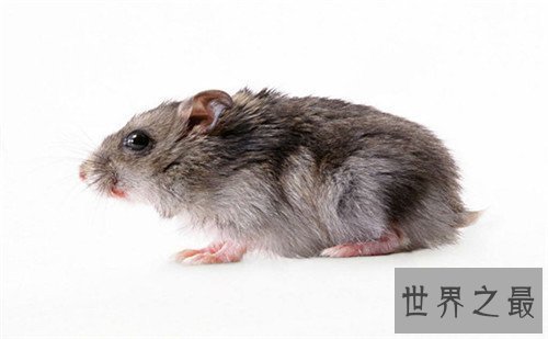 【图】家里有老鼠怎样办 毁灭老鼠的方法有哪些