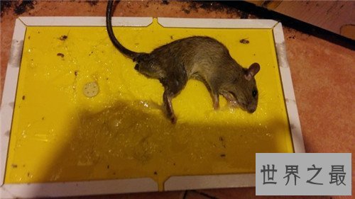 【图】家里有老鼠怎样办 毁灭老鼠的方法有哪些