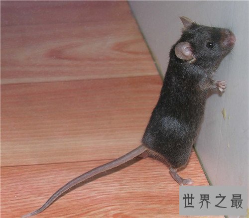 【图】家里有老鼠怎样办 毁灭老鼠的方法有哪些