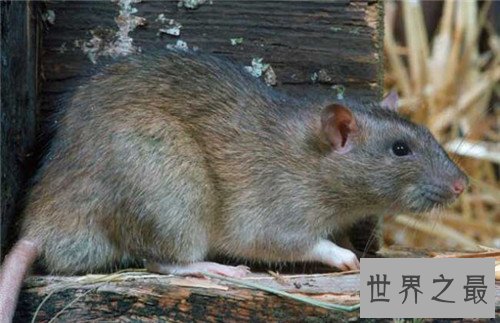 【图】家里有老鼠怎样办 毁灭老鼠的方法有哪些