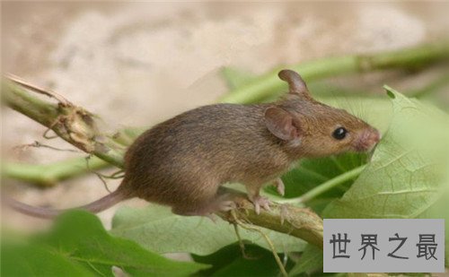 【图】家里有老鼠怎样办 毁灭老鼠的方法有哪些