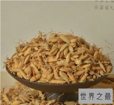 【图】炒谷芽是一道十分有名望的菜 你吃过吗