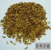 【图】炒谷芽是一道非常有名气的菜 你吃过吗