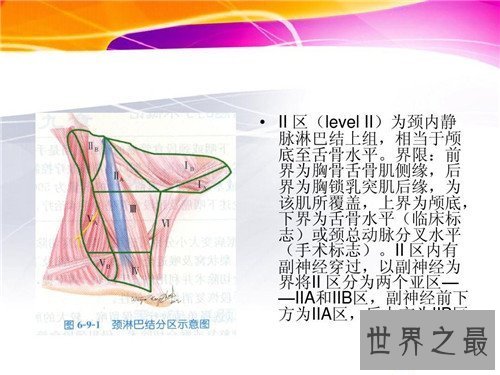 【图】颈部淋巴结分区引见 淋巴结肿大的缘由引见