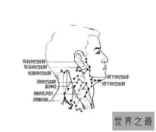 【图】颈部淋巴结分区引见 淋巴结肿大的缘由引见