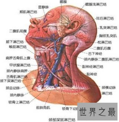 【图】颈部淋巴结分区引见 淋巴结肿大的缘由引见